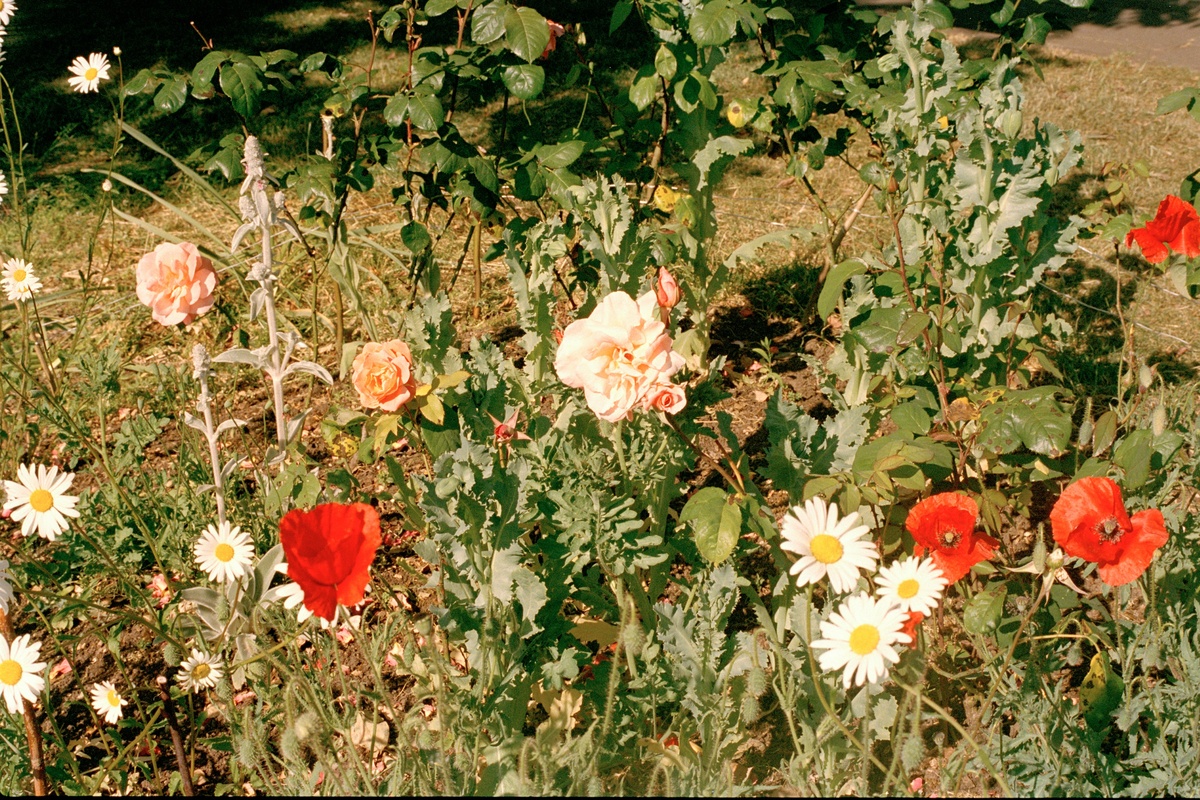 Flowers 2
